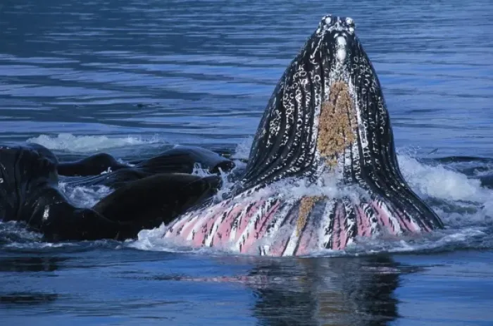 Framed Print : North America, USA, AK, Inside Passage. Humpback Whales cooperative bubble net feeding