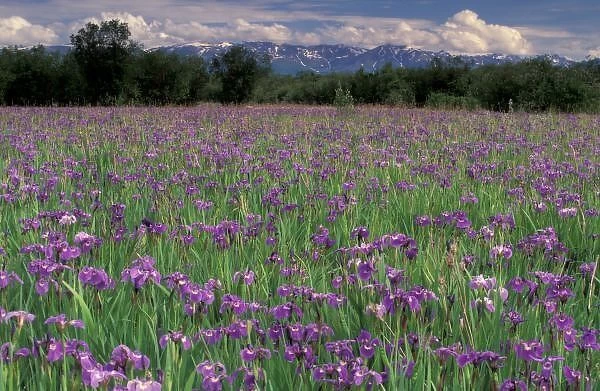 North America, USA, Alaska, Anchorage, Eklutna Flats, Iris flowers (Iris setosa)