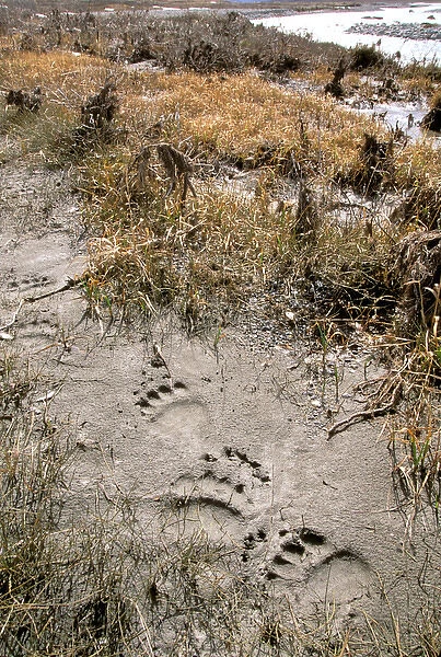 North America, USA, Alaska, ANWR. Grizzly bear tracks