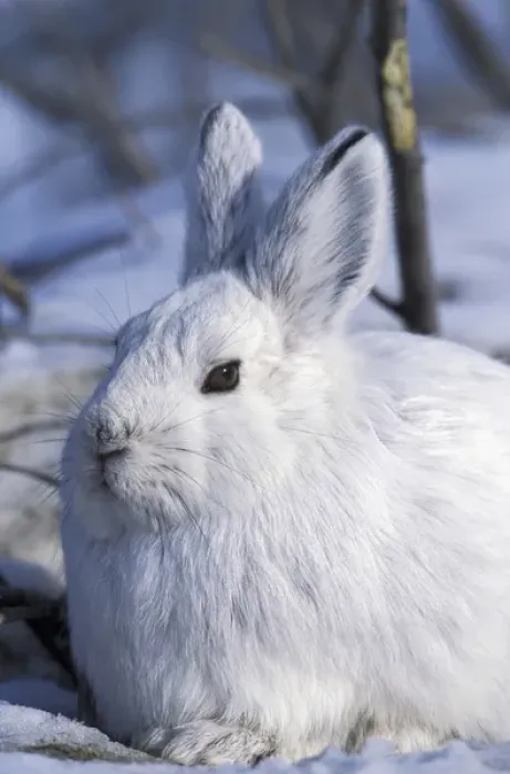 Framed Print : North America, USA, Alaska, ANWR. Snowshoe hare in its winter white camouflage fur Framed Print : North America, USA, Alaska, ANWR. Snowshoe hare in its winter white camouflage fur