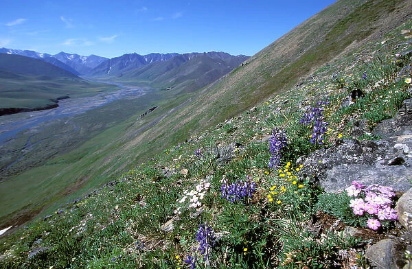 North America, USA, Alaska, Arctic National Wildlife Refuge. Wildflowers cover the