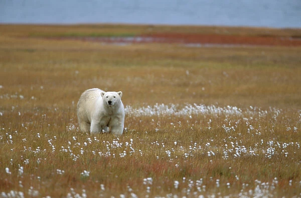 North America, USA, Alaska, Arctic National Wildlife Refuge. A polar bear looks up