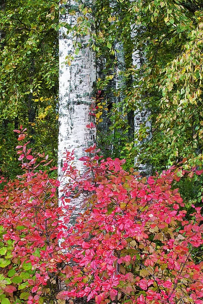 North America; USA; Alaska; Aspen Trunks surrounded by Autumn Color