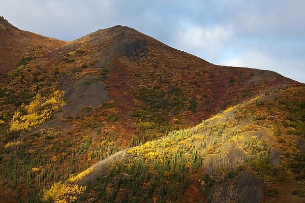 North America; USA; Alaska; Autum Color in Denali National Park National Park