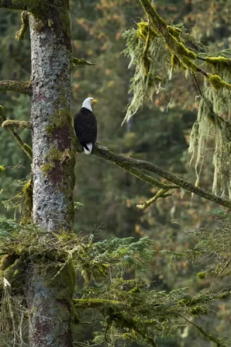 Framed Print : North America, USA Alaska, Baranof Island, Bald Eagle, Haliaeetus leucocephalus, perched in a tree Framed Print : North America, USA Alaska, Baranof Island, Bald Eagle, Haliaeetus leucocephalus, perched in a tree