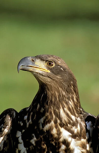 North America, USA, Alaska, Denali National Park. Immature bald eagle (Haliaeetus