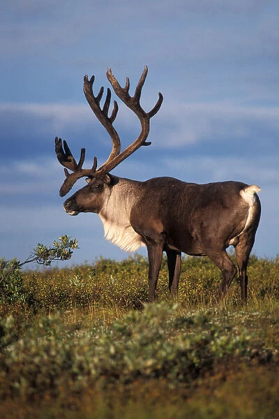 North America, USA, Alaska, Denali National Park. Caribou, Rangifer tarandus, bull