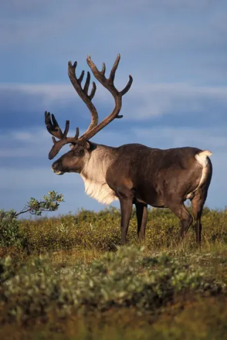 Framed Print : North America, USA, Alaska, Denali National Park. Caribou, Rangifer tarandus, bull