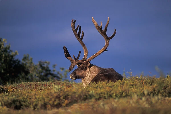 North America, USA, Alaska, Denali National Park. Caribou, Rangifer tarandus, bull