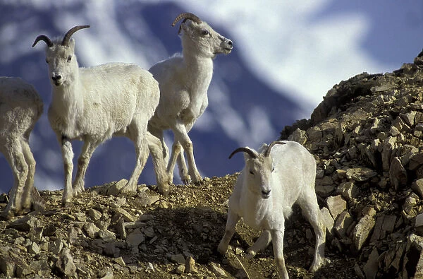 North America, USA, Alaska, Denali NP, Polychrome Pass. Dall sheep on ridge