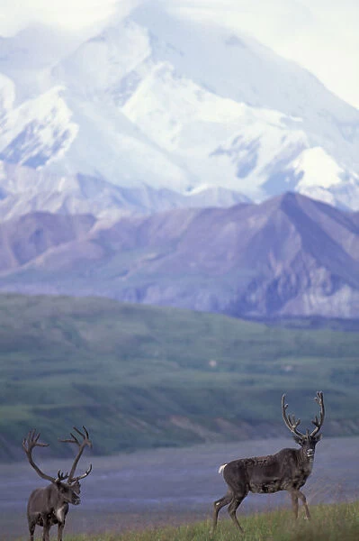 North America, USA, Alaska, Denali NP, near Thorofare Pass. Bull caribou and Mt. McKinley