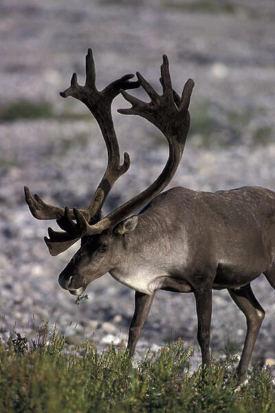 North America, USA, Alaska, Denali NP, Savage River. Bull caribou