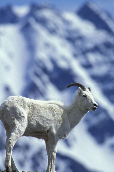 North America, USA, Alaska, Denali NP, Polychrome Pass. Dall sheep on ridge