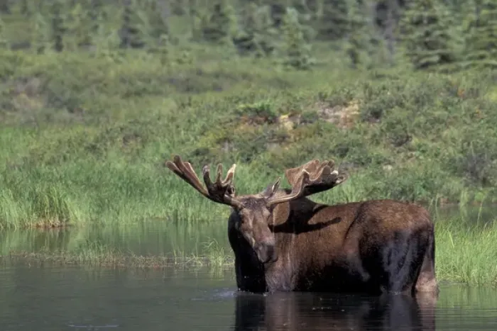 Framed Print : North America, USA, Alaska, Denali NP, Alces alces (bull moose) with velvet antlers Framed Print : North America, USA, Alaska, Denali NP, Alces alces (bull moose) with velvet antlers