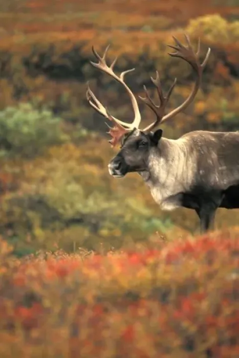 Framed Print : North America, USA, Alaska, Denali NP, Tundra. Caribou (Rangifer tarandus). Autumn Framed Print : North America, USA, Alaska, Denali NP, Tundra. Caribou (Rangifer tarandus). Autumn