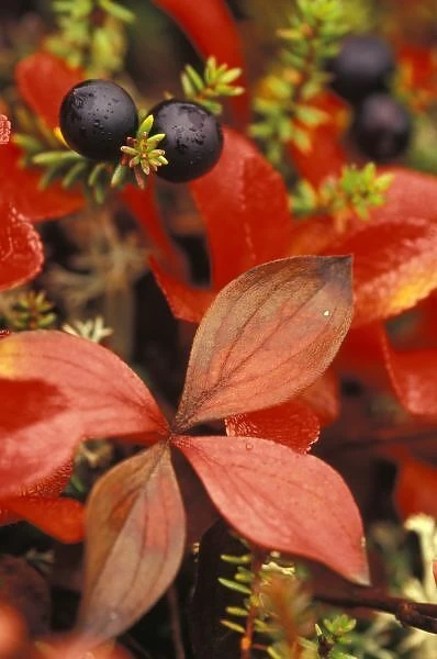 North America, USA, Alaska, Denali NP. Bearberry (Arctostaphylos Uvaursi) and dark