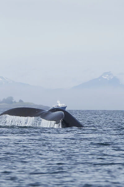 North America, USA, Alaska, in Frederick Sound, Pacific Coast, Humpback Whale, Megaptera