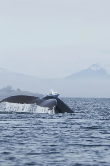 Framed Print : North America, USA, Alaska, in Frederick Sound, Pacific Coast, Humpback Whale, Megaptera Framed Print : North America, USA, Alaska, in Frederick Sound, Pacific Coast, Humpback Whale, Megaptera