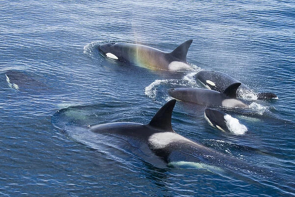 North America, USA, Alaska, Frederick Sound, Orca, Orcinus orca, pod
