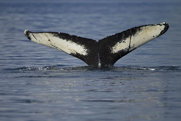 North America, USA, Alaska, in Frederick Sound, Humpback Whale, Megaptera novaeangliae