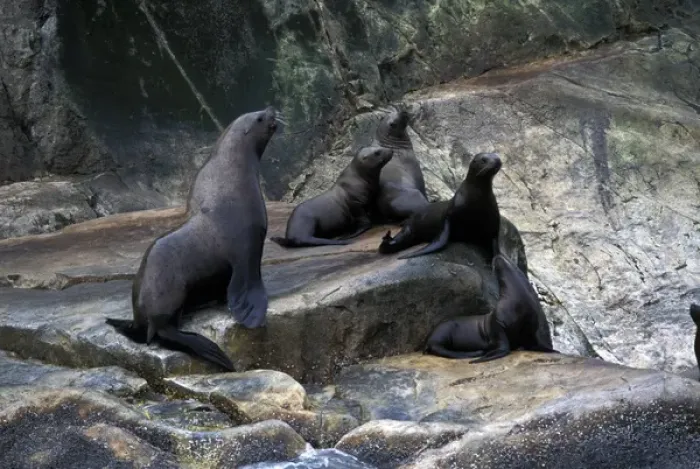 Framed Print : North America, USA, Alaska, Glacier Bay. Stellar Sea Lions (Eumetopias jubatus)