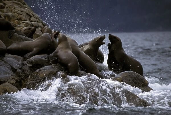 North America, USA, Alaska, Glacier Bay. Stellar Sea Lions (Eumetopias jubatus)