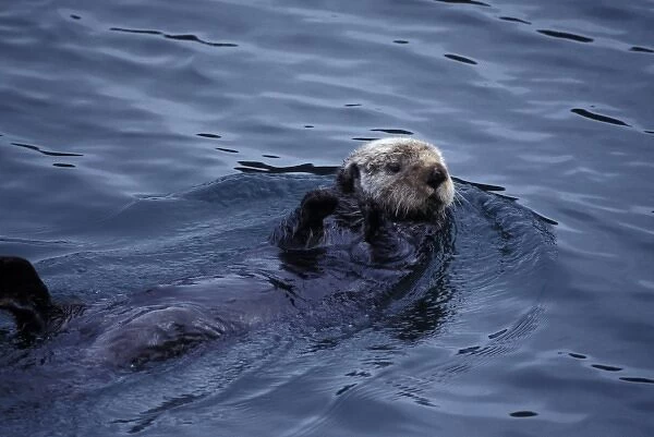 North America, USA, Alaska, Glacier Bay National Park. Otter