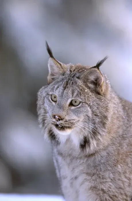 Framed Print : North America, USA, Alaska, Haines. Lynx (Felis lynx)