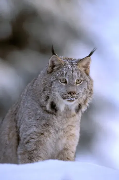 Framed Print : North America, USA, Alaska, Haines. Lynx (Felis lynx)