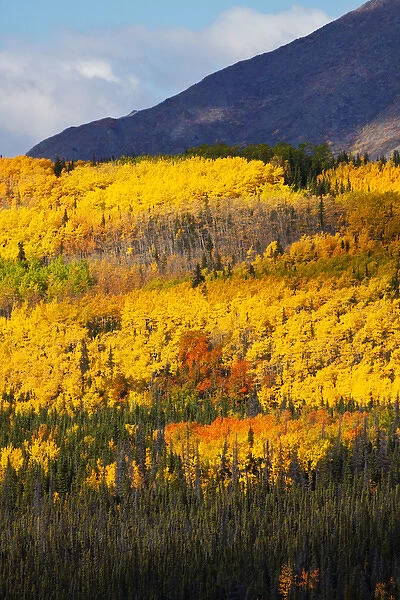 North America; USA; Alaska; Hillside of Aspens in Autumn Color