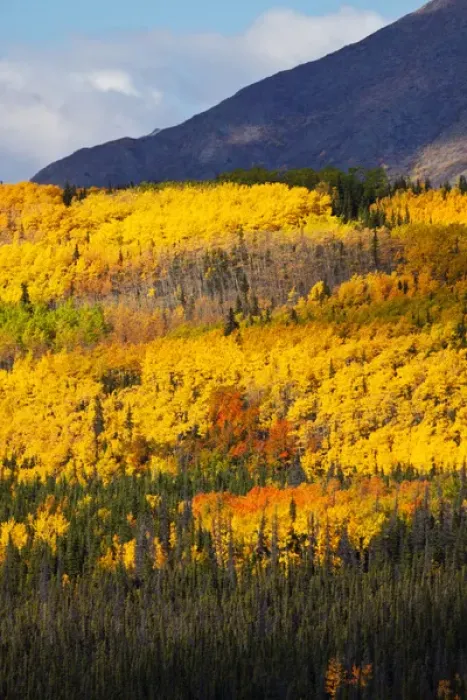 Framed Print : North America; USA; Alaska; Hillside of Aspens in Autumn Color Framed Print : North America; USA; Alaska; Hillside of Aspens in Autumn Color
