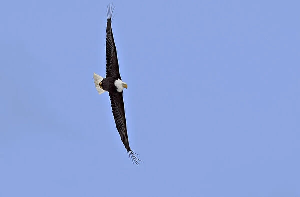 North America, USA, Alaska, Homer. Bald Eagle (Haliaeetus leucocephalus) soaring