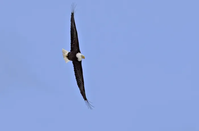 Framed Print : North America, USA, Alaska, Homer. Bald Eagle (Haliaeetus leucocephalus) soaring