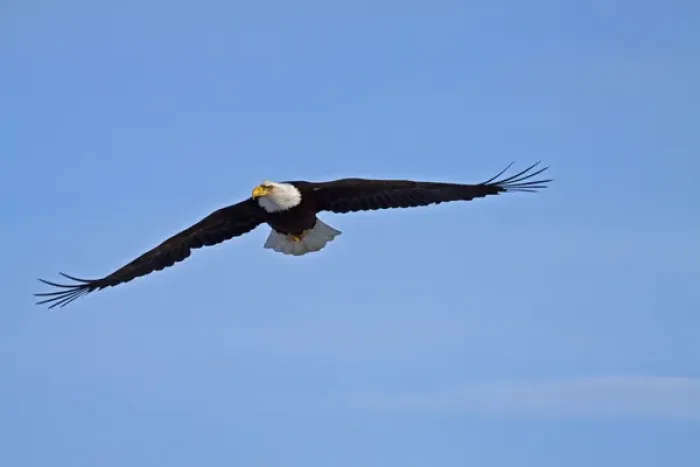 Framed Print : North America; USA; Alaska; Homer; Eagle in Flight Framed Print : North America; USA; Alaska; Homer; Eagle in Flight
