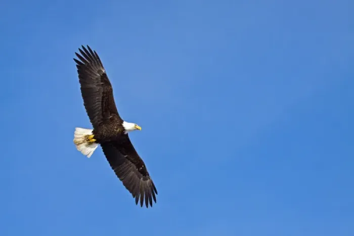 Framed Print : North America; USA; Alaska; Homer; Eagle in Flight
