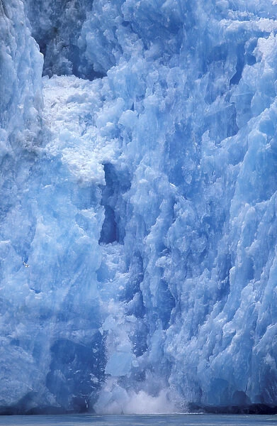 North America, USA, Alaska, Inside Passage, Tracy Arm. Sawyer Glacier calves icebergs