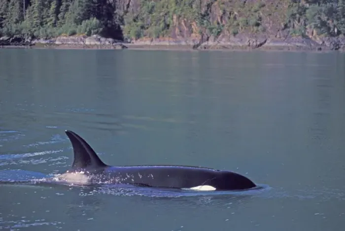 Framed Print : North America, USA, Alaska, Inside Passage. Orca Killer whale (Orcinus orca)