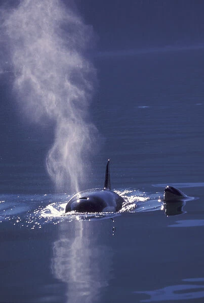 North America, USA, Alaska, Inside Passage Orca  /  Killer whales surfacing (Orcinus orca)