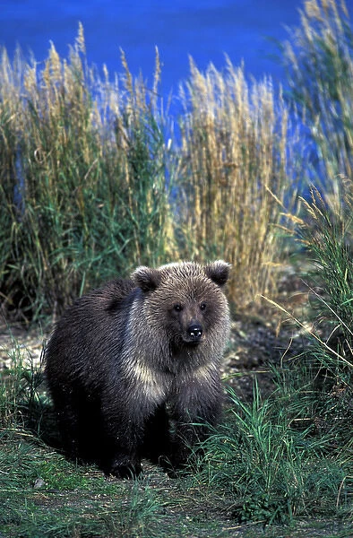 North America, USA, Alaska, Katmai National Park. Brown bear (Ursus arctos) cub in