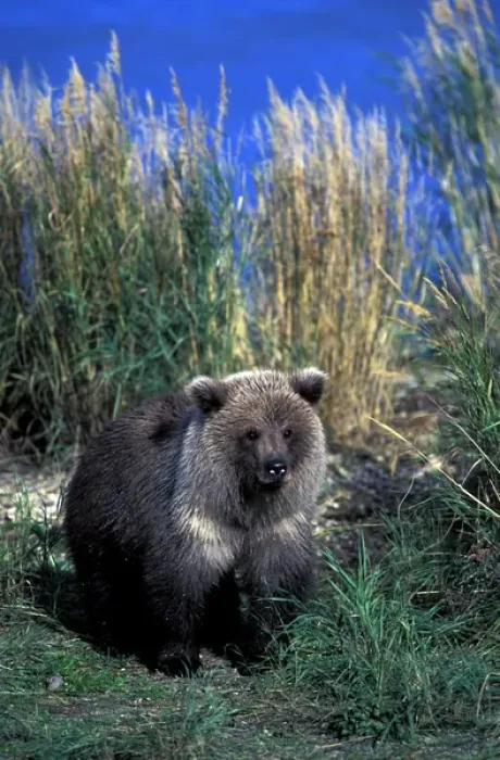 Framed Print : North America, USA, Alaska, Katmai National Park. Brown bear (Ursus arctos) cub in Framed Print : North America, USA, Alaska, Katmai National Park. Brown bear (Ursus arctos) cub in