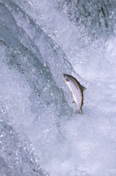 North America, USA, Alaska, Katmai National Park. Sockeye Salmon (Oncorhynchus nerka)