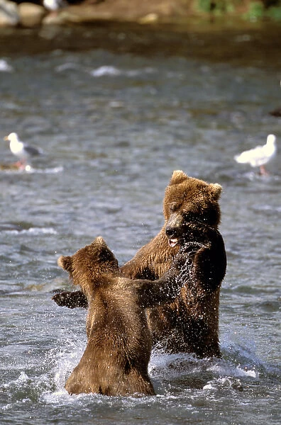 North America, USA, Alaska, Katmai National Park. Pair of Brown Bears battle for