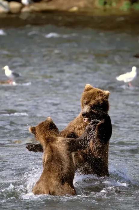 Framed Print : North America, USA, Alaska, Katmai National Park. Pair of Brown Bears battle for