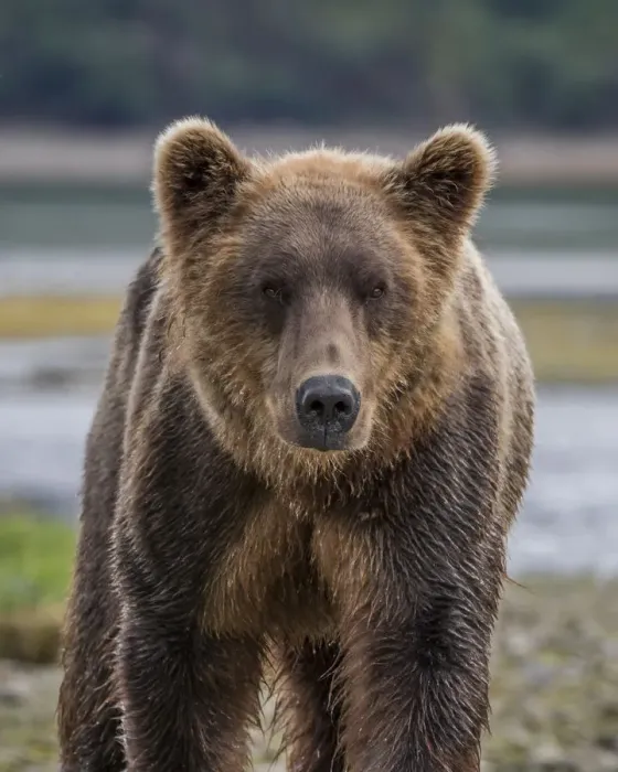 Framed Print : North America, USA, Alaska, Katmai National Park. Closeup of Grizzly Bear, Ursus arctos