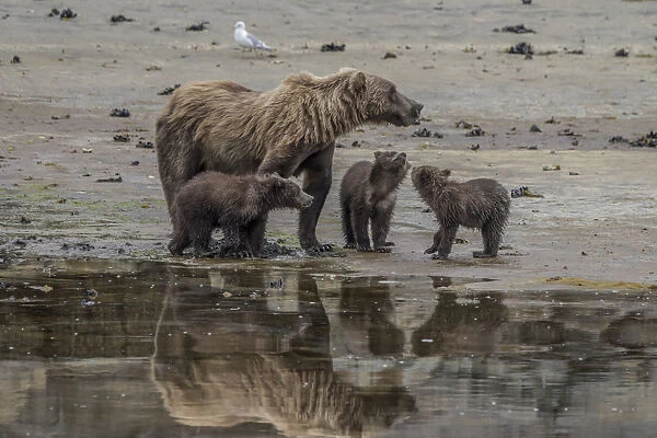 North America, USA, Alaska, Katmai National Park. Grizzly Bear mom with triplet cubs
