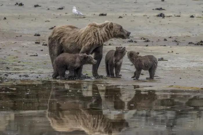 Framed Print : North America, USA, Alaska, Katmai National Park. Grizzly Bear mom with triplet cubs Framed Print : North America, USA, Alaska, Katmai National Park. Grizzly Bear mom with triplet cubs