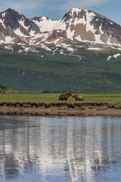 North America, USA, Alaska, Katmai National Park. Coastal Brown Bear, Grizzly, Ursus arctos