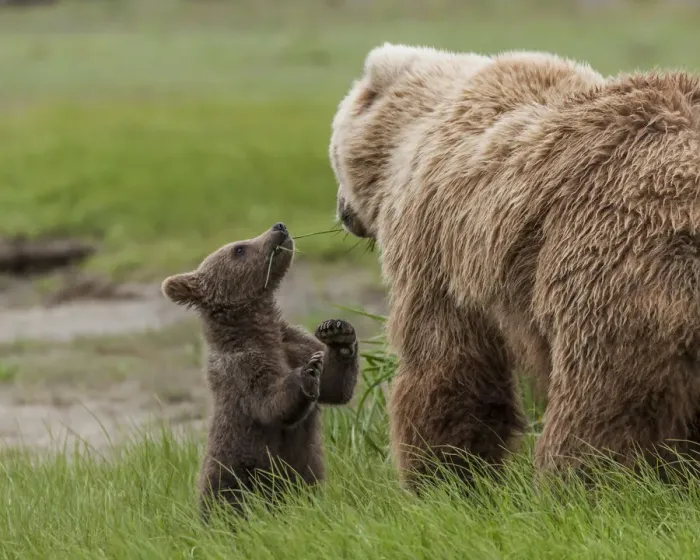 Framed Print : North America, USA, Alaska, Katmai National Park, Hallo Bay. Coastal Brown Bear, Grizzly