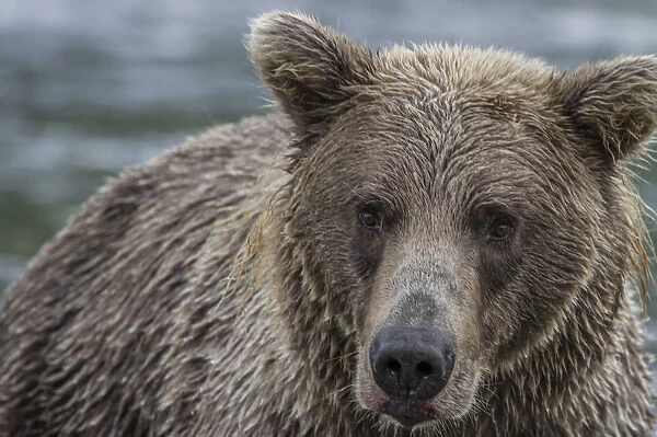 North America, USA, Alaska, Katmai National Park. Closeup of Grizzly Bear, Ursus arctos