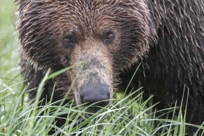 Framed Print : North America, USA, Alaska, Katmai National Park, Hallo Bay. Coastal Brown Bear, Grizzly